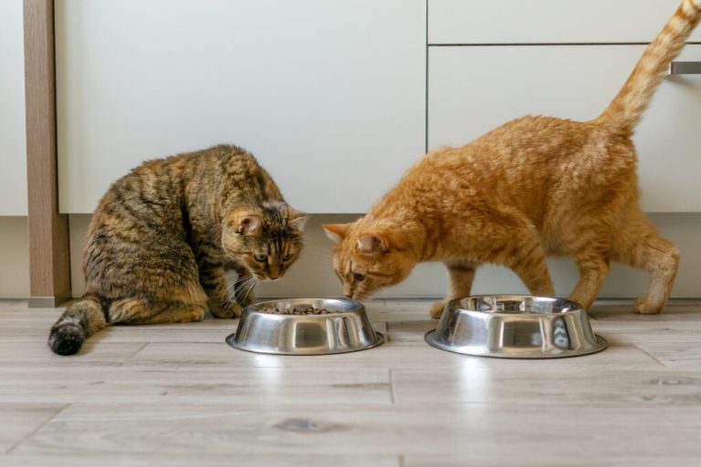 Quelles croquettes pour les chats allergiques aux croquettes ?